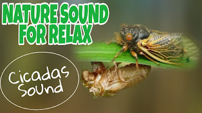 Forest Insect Cicadas Cicadidae Sound Video for Relaxation