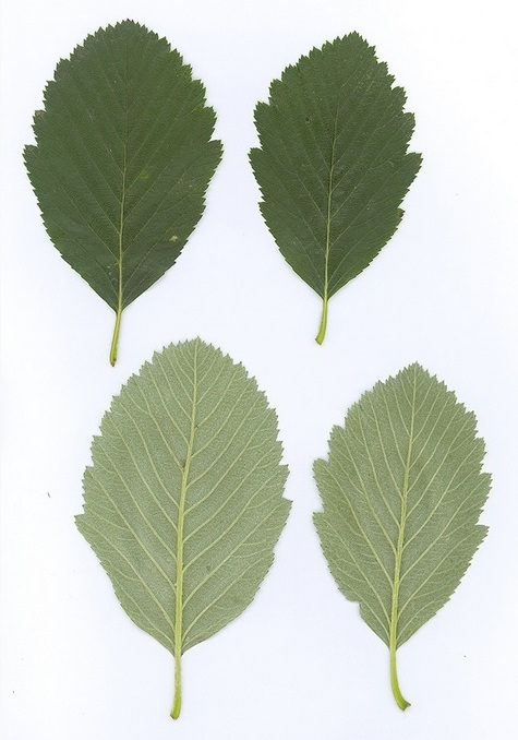 Рябина английская (Sorbus anglica)