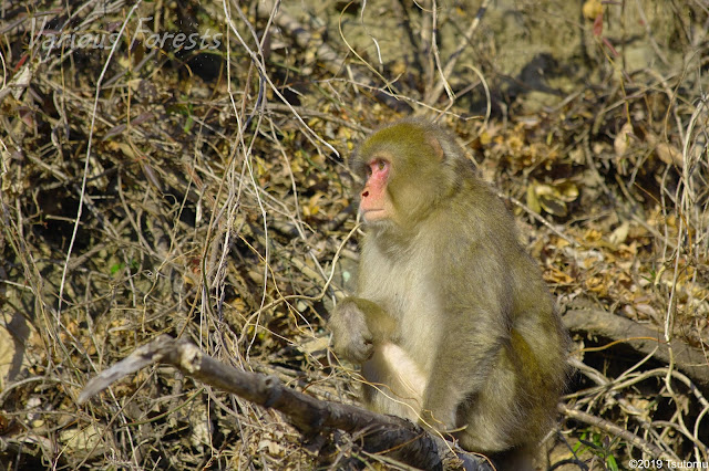 Japanese monkey