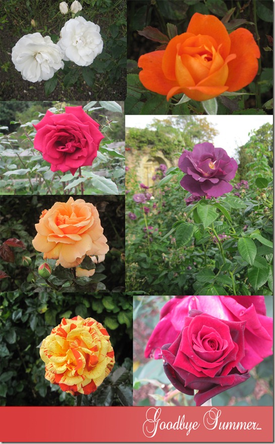 Roses_edited-1