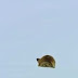 Fox Dives Headfirst Into Snow North America.