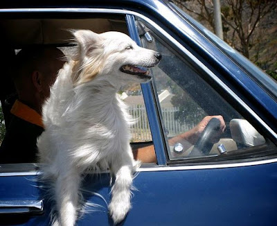 Funny Dog Faces at 50 MPH Seen On www.coolpicturegallery.us