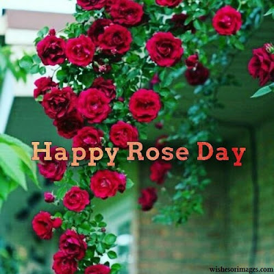 HD Images of Rose Day