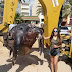 Yeh: See the Giant 6 Feet Long Sea Turtle that Washed Up at a Beach Leaving People in Shock (Photos)
 
