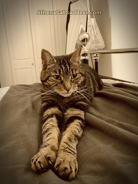 tabby cat stretching out front paws