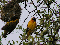 Birds In Nests