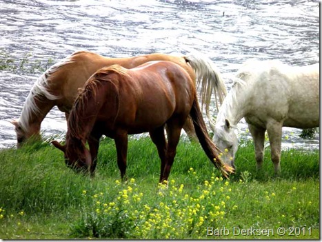 horses
