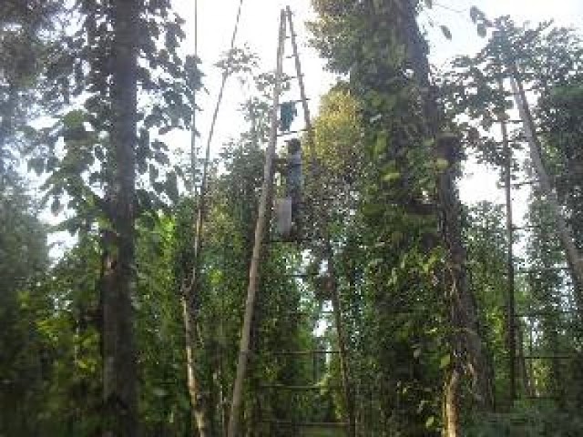 Areal Kebun Lada di Lampung Utara Berkurang 30%  