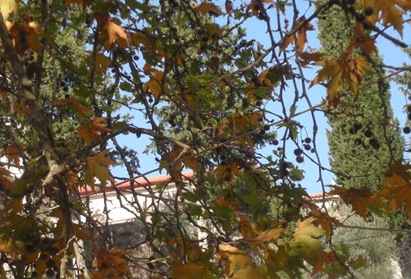 Ξεκαθάρισμα 9-1-2011 021