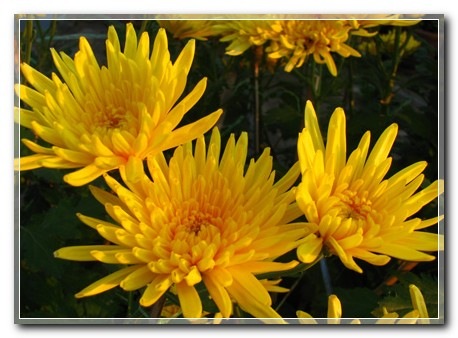 cuc11027