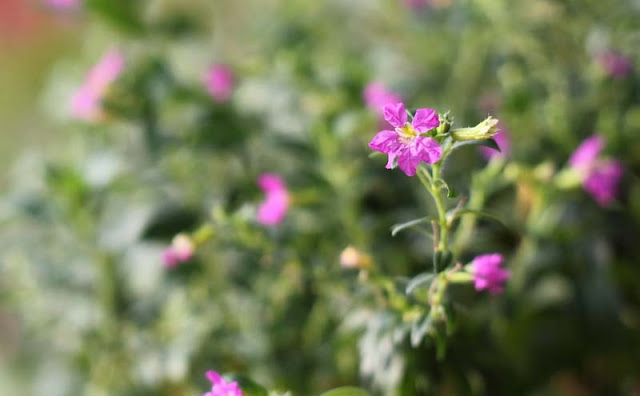 Mexican Heather Flowers Pictures