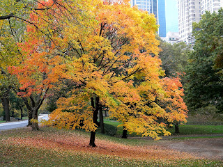 Autumn Colors Central Park, New York City