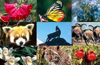 Pengertian Flora Fauna  Serta Contohnya Artikelsiana