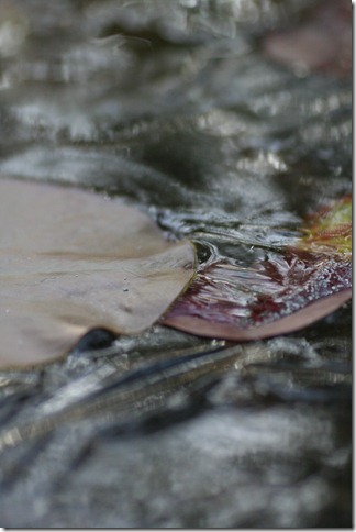 bloggebilder 028
