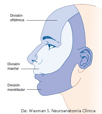 Ramas del nervio trigémino