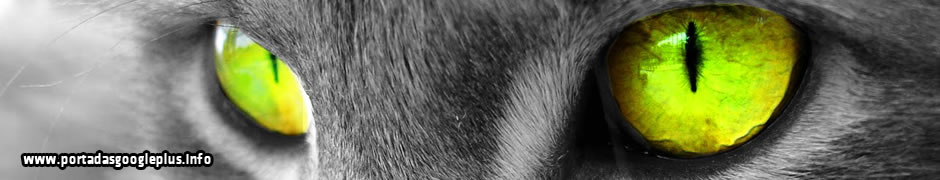 Portada Ojos de Gato para Google+