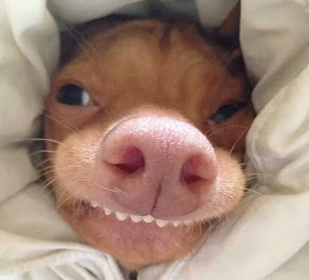 adorable dog pictures, cute dog with funny teeth
