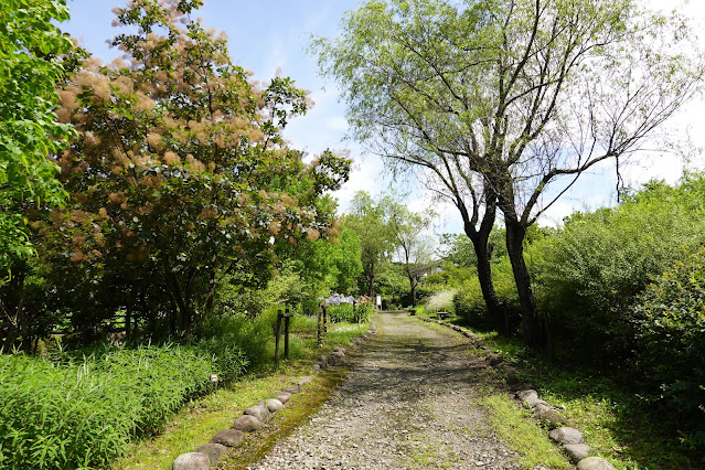 鳥取県米子市淀江町福岡　伯耆古代の丘公園　四季の花径