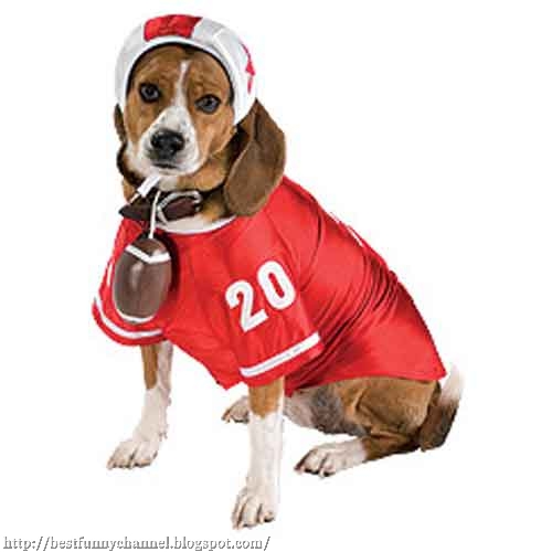 Dog American football player.