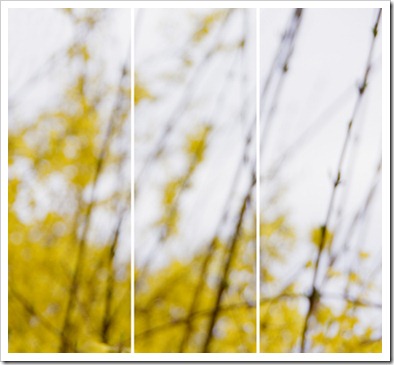 Jeri_Eisenberg_Forsythia_No_3