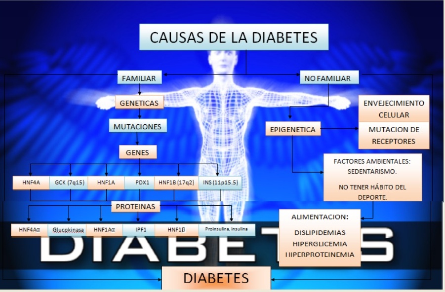 Mecanismos Moleculares de la Diabetes por Sebastian