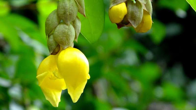 Mengenal kayu Jati Putih (Gmelina arborea)