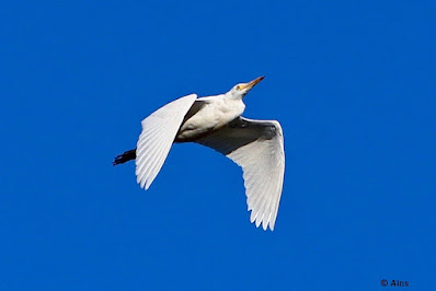 "Great Egret - Ardea alba A large, lanky, long-necked white heron. Size and black legs aid to differentiate from other egrets."Seen gracing the Abu sky"