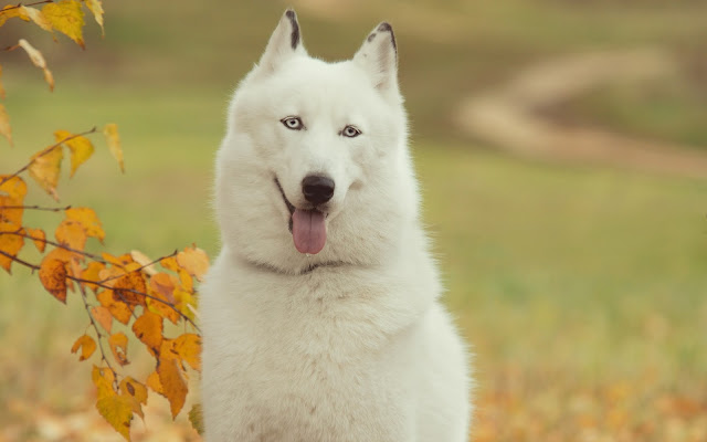 Perros Husky Siberiano Fondos de Pantalla HD de Animales