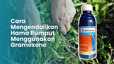 Apa Saja Campuran Gramoxone Agar Rumput Cepat Mati, Cek Disini!