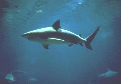 shark attack wallpaper