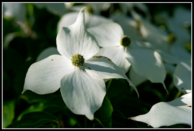 Nova Scotia; Dogwood