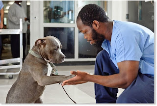 Los Pit-bulls son los perros más poderosos de todas las razas de perros, a pesar de su pequeño tamaño