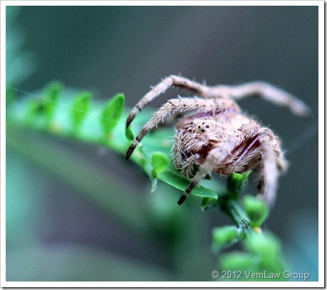 Spider_Grey_11112_IMG_0569