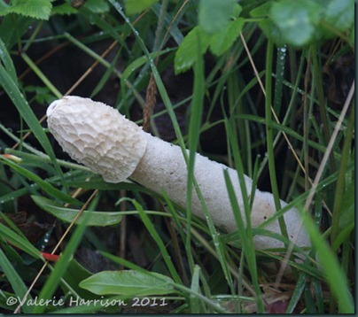 stinkhorn