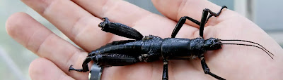 Closeup of a large black insect in a man's hand - the Lord Howe Island Stick Insect.