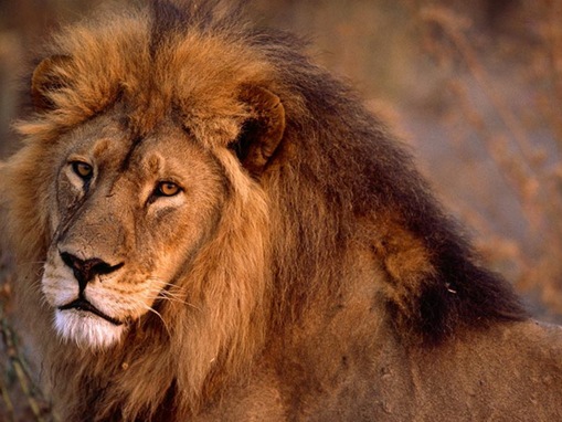  top_most_deadly_animals_www.wonders-world_15