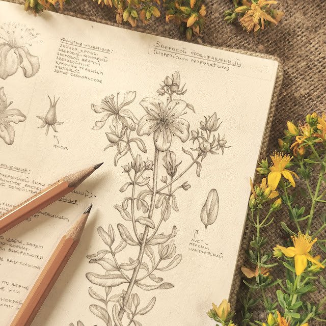 Hypericum perforatum, Zveroboj obyknovennyj: botanical pencil sketch, floral art, sketchbook collection, botanical illustration