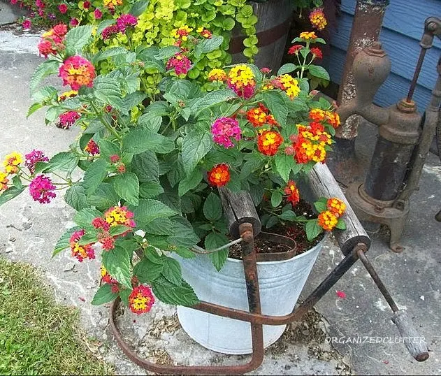 Buckets and Pails as Planters in the Junk Garden