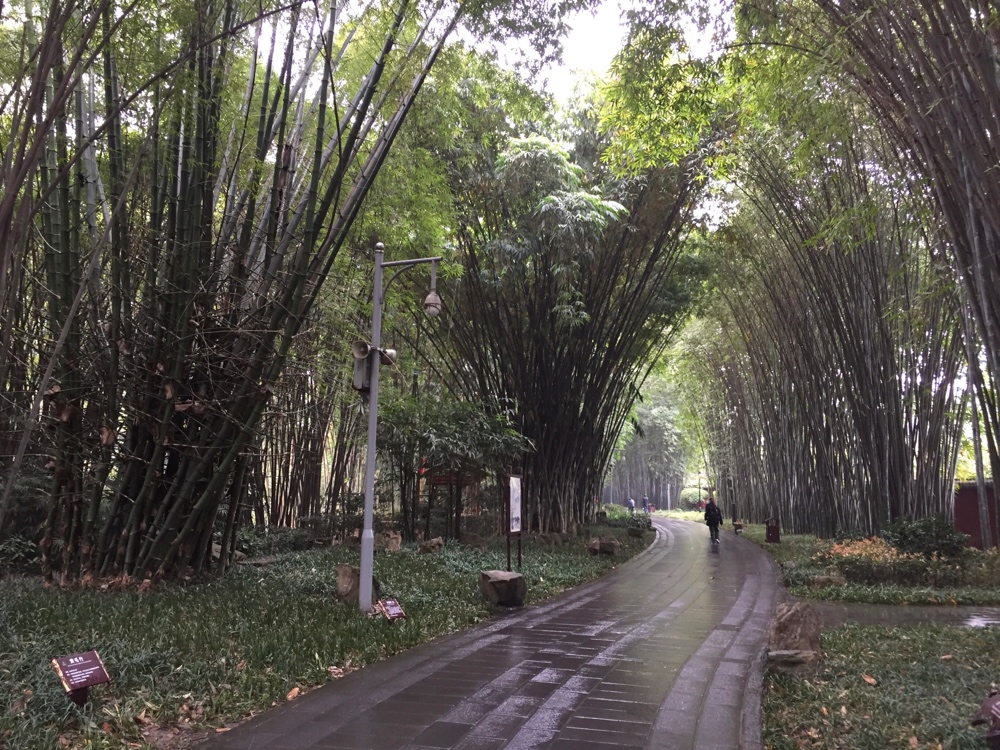 Bamboo