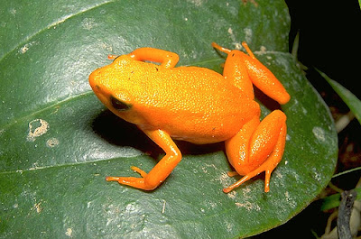 frogs,amphibians,reptiles,mantella