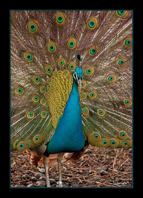 Peacock Pictures