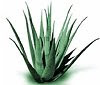 aloe vera skincare