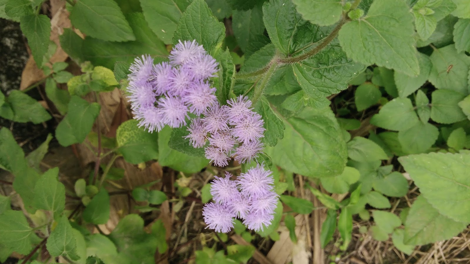 慢叟待黎明 台灣漫行筆記 紫花藿香薊