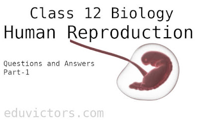 Class 12 Biology - Human Reproduction (Questions and Answers) Part-1 #class12Biology #eduvictors #HumanReproduction