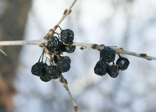 A branchlet of a female common buckthorn with clusters of blue-black fruits at two nodes.