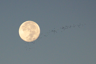 full moon and flock of birds