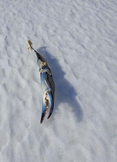 Blue crab claw