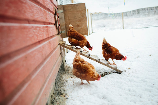 How to Keep Chickens Cool in Extreme Heat