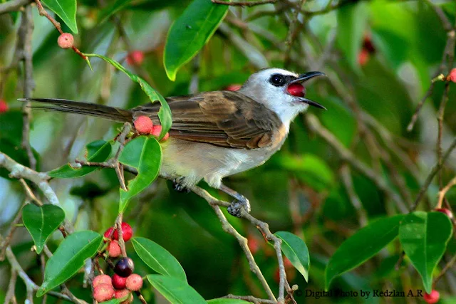 Yellow-ventel Bulbul feeding