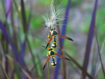 Cold Insects 2